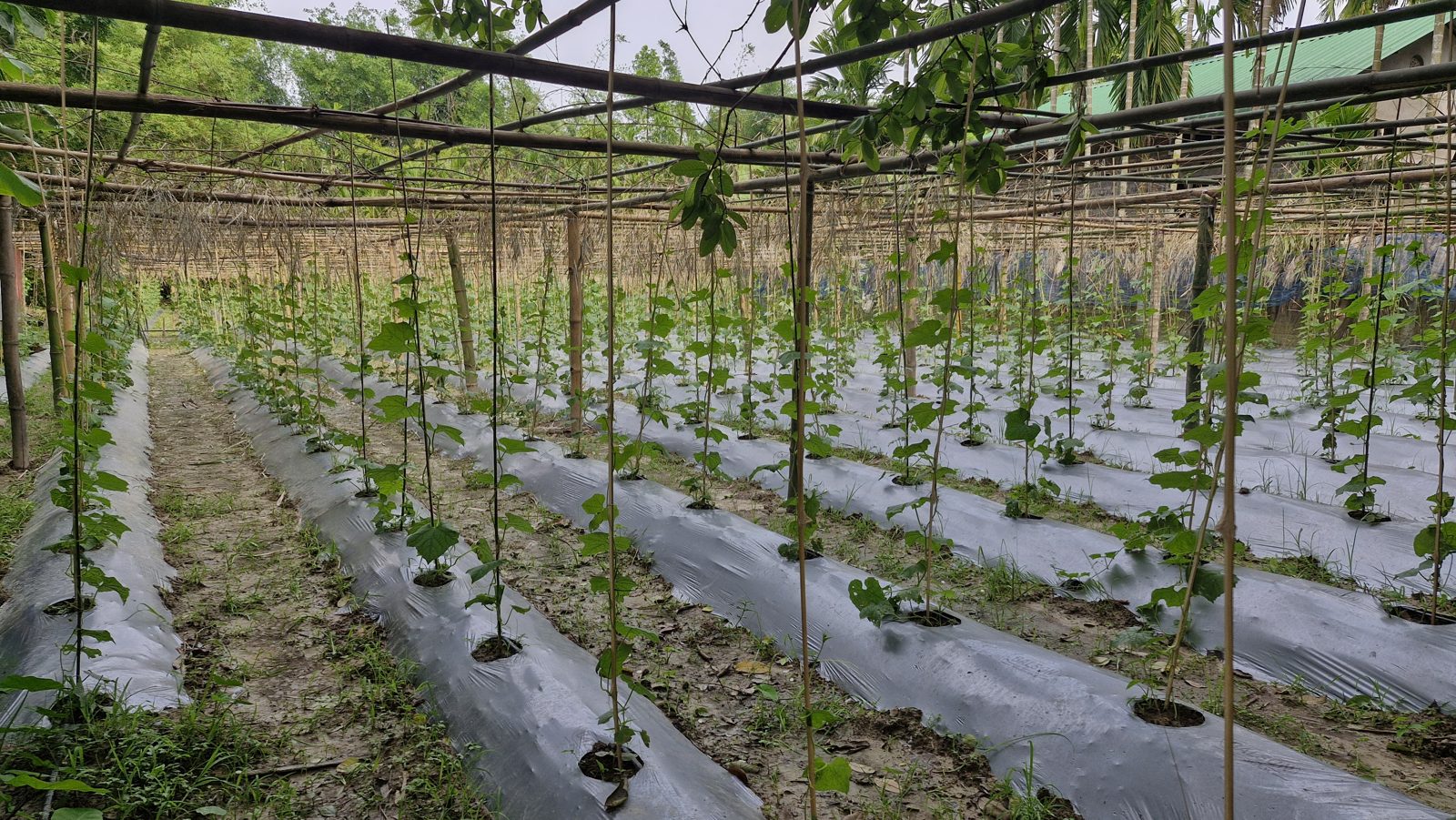 Agricultural Promotion